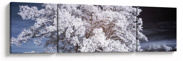 Obraz - Śnieżnobiałe drzewo (170x50 cm)