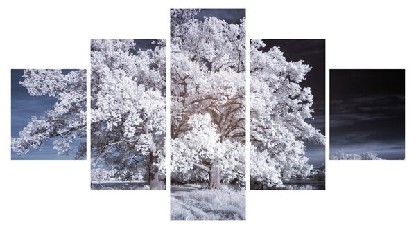 Obraz - Śnieżnobiałe drzewo (125x70 cm)