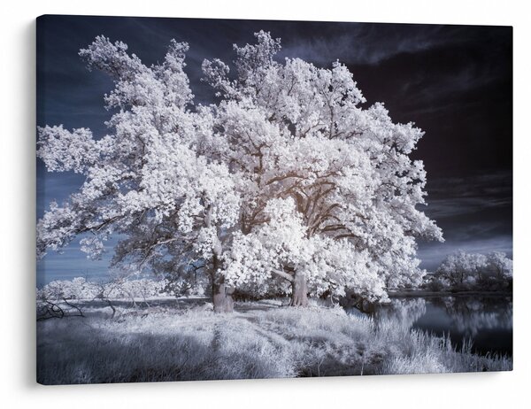 Obraz - Śnieżnobiałe drzewo (70x50 cm)