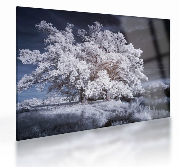 Obraz na szkle - Śnieżnobiałe drzewo (70x50 cm)
