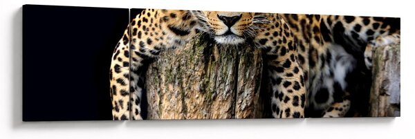Obraz - Gepard (170x50 cm)