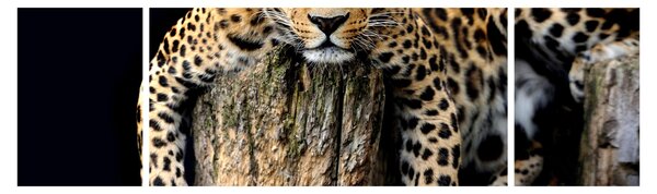 Obraz - Gepard (170x50 cm)