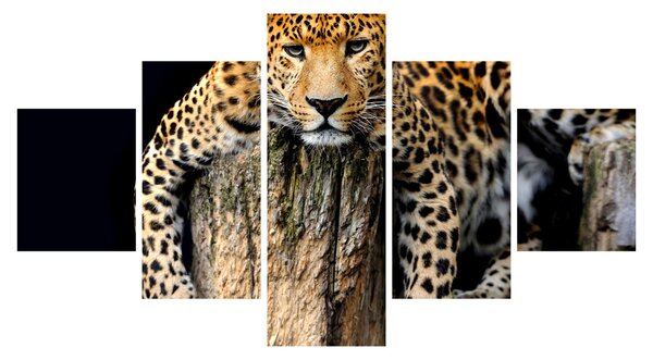 Obraz - Gepard (125x70 cm)