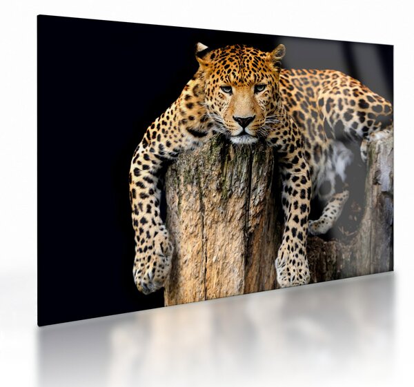 Obraz na szkle - Gepard (70x50 cm)