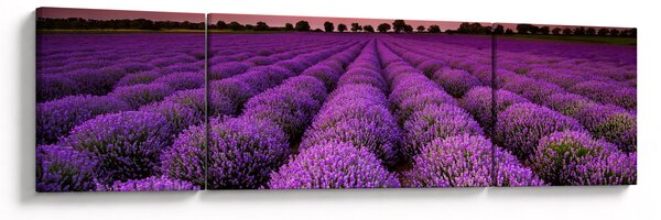 Obraz - Pole lawendy (170x50 cm)