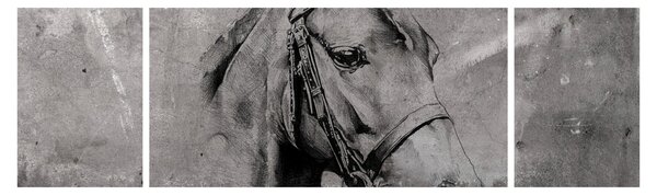 Obraz - Portret konia (170x50 cm)