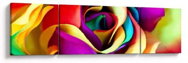 Obraz - Kolorowa róża (170x50 cm)