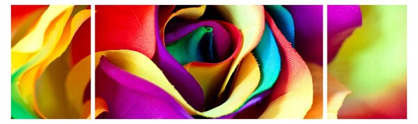 Obraz - Kolorowa róża (170x50 cm)