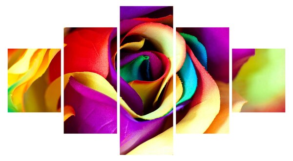 Obraz - Kolorowa róża (125x70 cm)