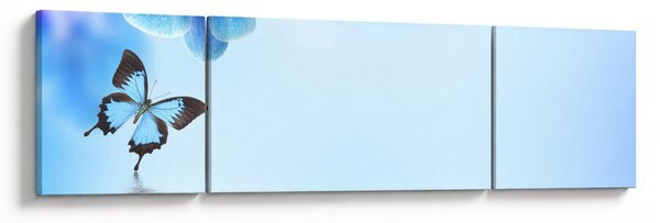 Obraz - Motyl na kwiatach orchidei, niebieski (170x50 cm)