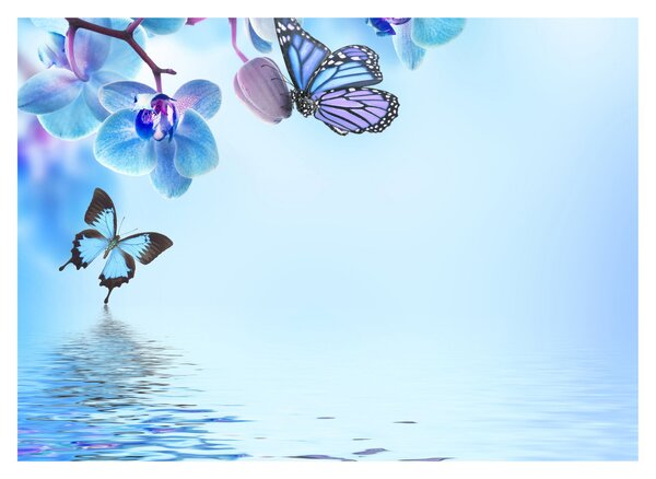 Obraz na szkle - Motyl na kwiatach orchidei, niebieski (70x50 cm)