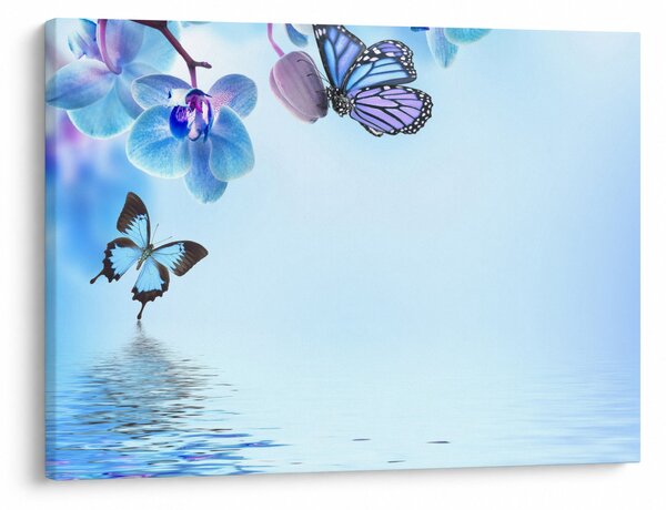 Obraz - Motyl na kwiatach orchidei, niebieski (70x50 cm)