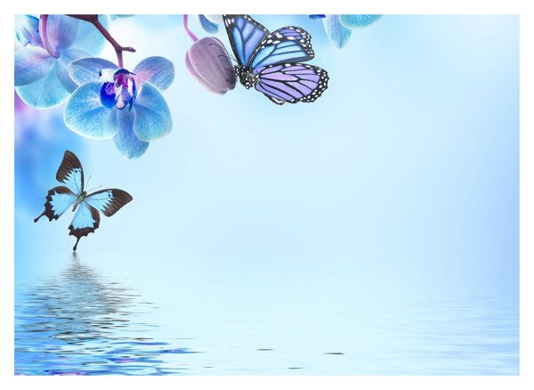 Obraz - Motyl na kwiatach orchidei, niebieski (70x50 cm)