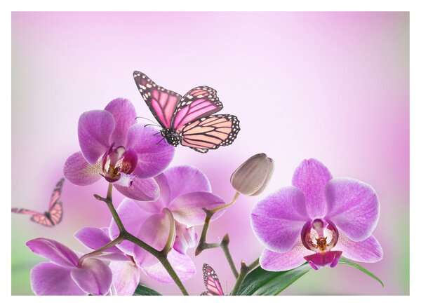 Obraz - Motyl na kwiatach orchidei, liliowy (70x50 cm)