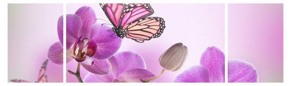 Obraz - Motyl na kwiatach orchidei, liliowy (170x50 cm)