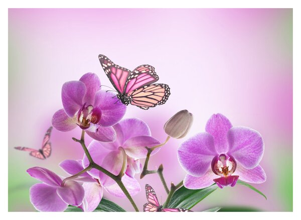 Obraz na szkle - Motyl na kwiatach orchidei, liliowy (70x50 cm)