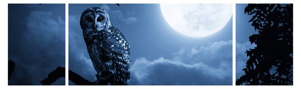 Obraz - Nocna Sowa (170x50 cm)