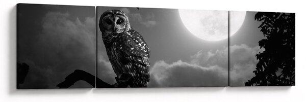 Obraz - Nocna sowa, czarno-biały (170x50 cm)