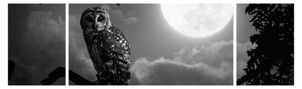 Obraz - Nocna sowa, czarno-biały (170x50 cm)