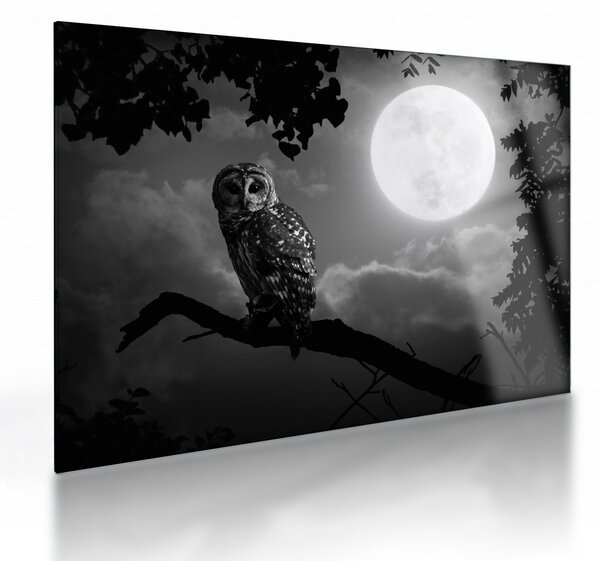 Obraz na szkle - Nocna sowa, czarno-biały (70x50 cm)
