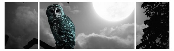 Obraz - Nocna sowa, niebieski (170x50 cm)