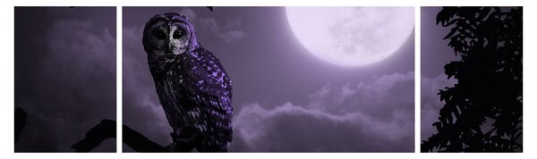 Obraz - Nocna sowa, fioletowy (170x50 cm)