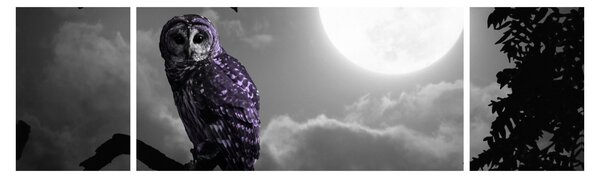 Obraz - Nocna sowa, fioletowa sowa (170x50 cm)