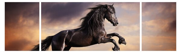 Obraz - Konie (170x50 cm)