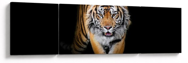 Obraz - Tygrys (170x50 cm)