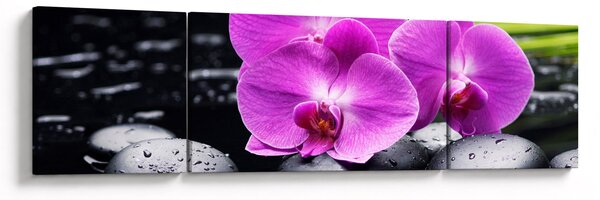 Obraz - Storczyki (170x50 cm)
