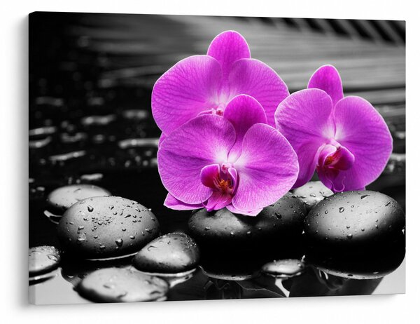 Obraz - Fioletowe orchidee (70x50 cm)
