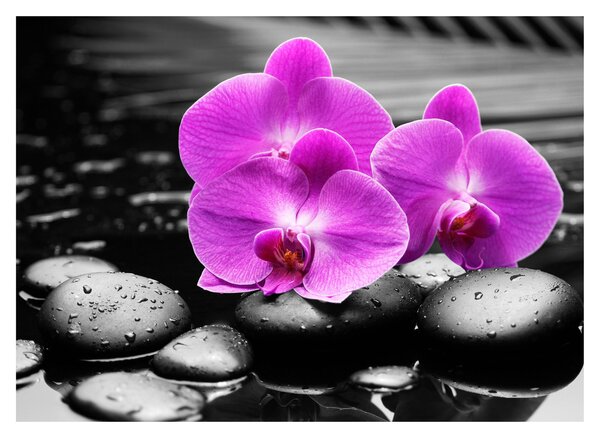 Obraz - Fioletowe orchidee (70x50 cm)