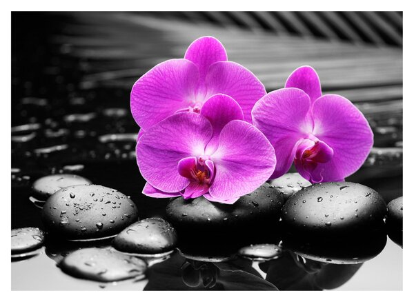 Obraz na szkle - Fioletowe orchidee (70x50 cm)