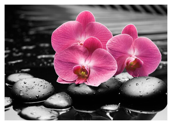 Obraz - Różowe orchidee (70x50 cm)