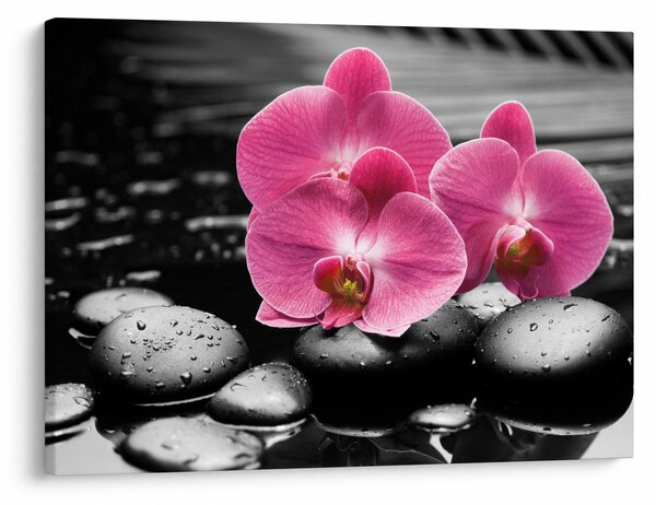 Obraz - Różowe orchidee (70x50 cm)