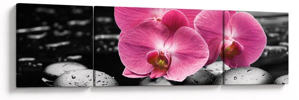 Obraz - Różowe orchidee (170x50 cm)
