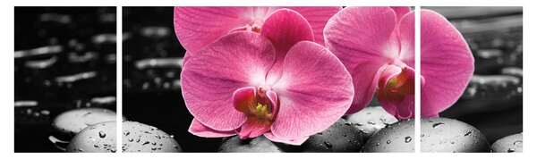 Obraz - Różowe orchidee (170x50 cm)