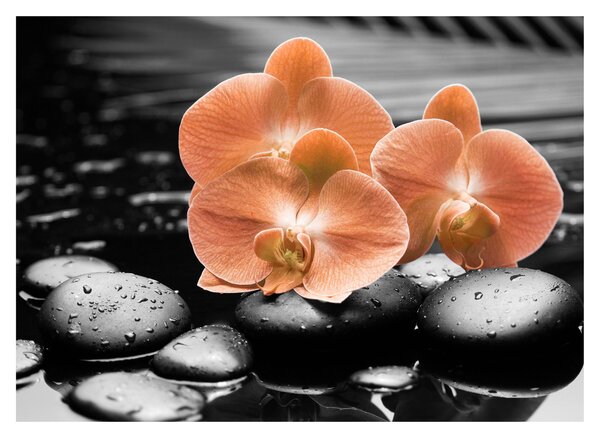 Obraz - Pomarańczowe orchidee (70x50 cm)