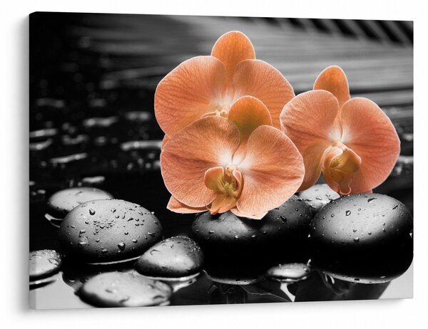 Obraz - Pomarańczowe orchidee (70x50 cm)