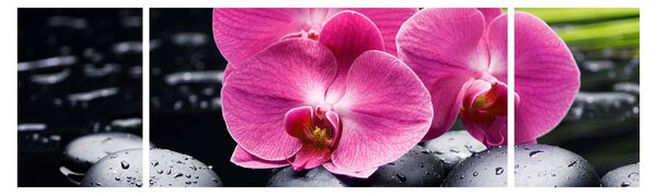 Obraz - Różowe orchidee z liściem palmy (170x50 cm)