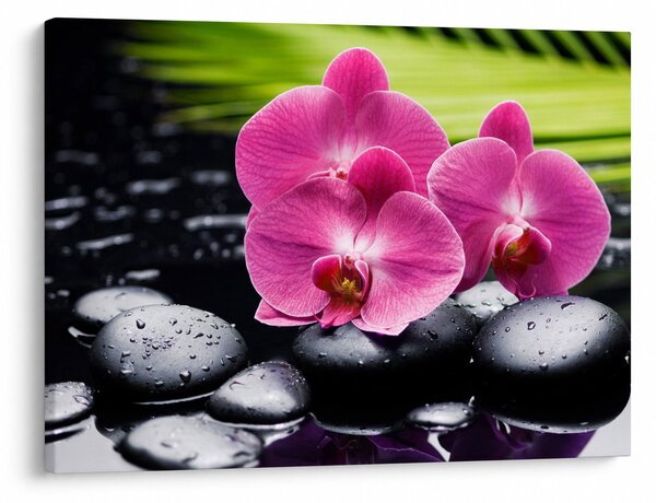 Obraz - Różowe orchidee z liściem palmy (70x50 cm)