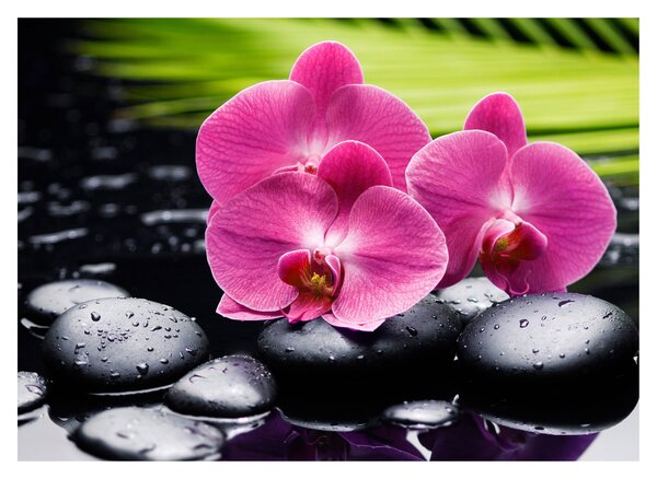 Obraz - Różowe orchidee z liściem palmy (70x50 cm)