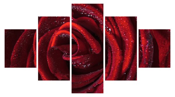 Obraz - Czerwona róża z kroplami rosy (125x70 cm)