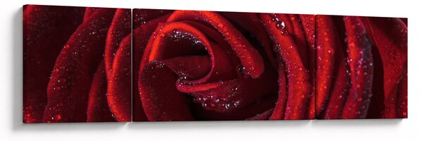 Obraz - Czerwona róża z kroplami rosy (170x50 cm)