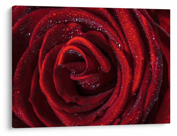 Obraz - Czerwona róża z kroplami rosy (70x50 cm)