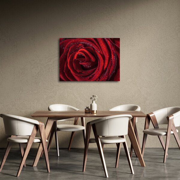 Obraz - Czerwona róża z kroplami rosy (70x50 cm)