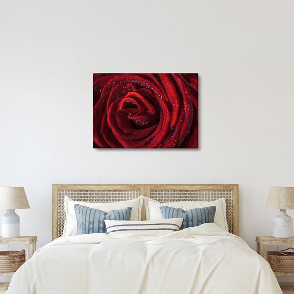 Obraz - Czerwona róża z kroplami rosy (70x50 cm)