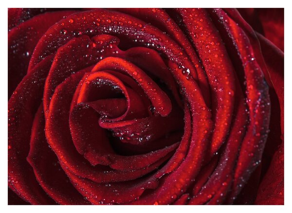 Obraz - Czerwona róża z kroplami rosy (70x50 cm)