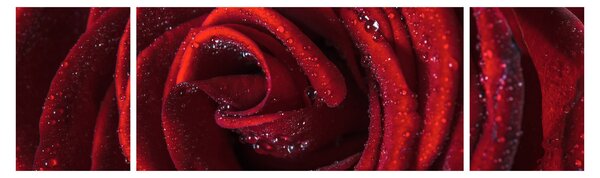 Obraz - Czerwona róża z kroplami rosy (170x50 cm)