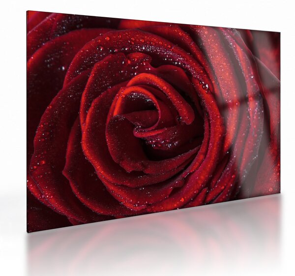 Obraz na szkle - Czerwona róża z kroplami rosy (70x50 cm)